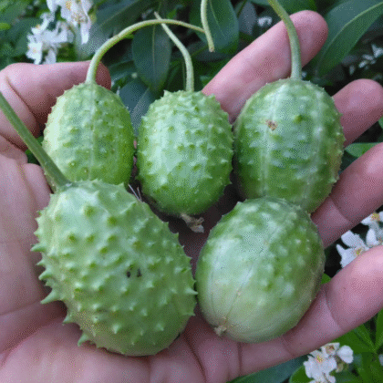Graines de concombre des Antilles
