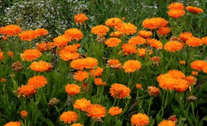 Graine de Soucis officinale