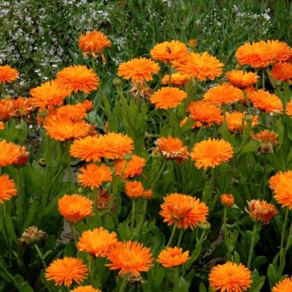 Graine de Soucis officinale