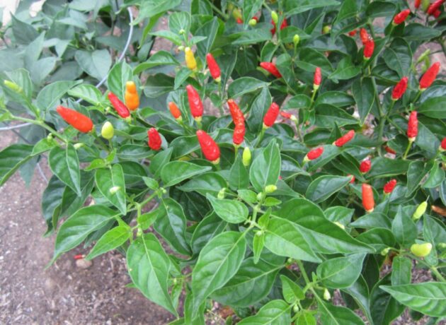 Graine (30) de Piment "Korean hot" – Image 3