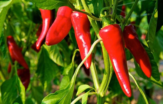 Graine (30) de Piment Gorria – Image 2
