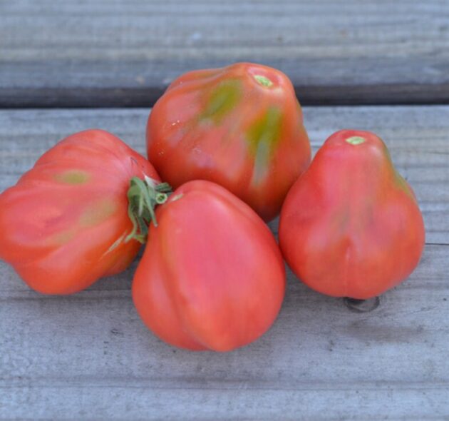 Graine (25) de Tomate Tlacolula pink – Image 4
