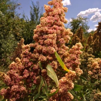 Graine de Quinoa