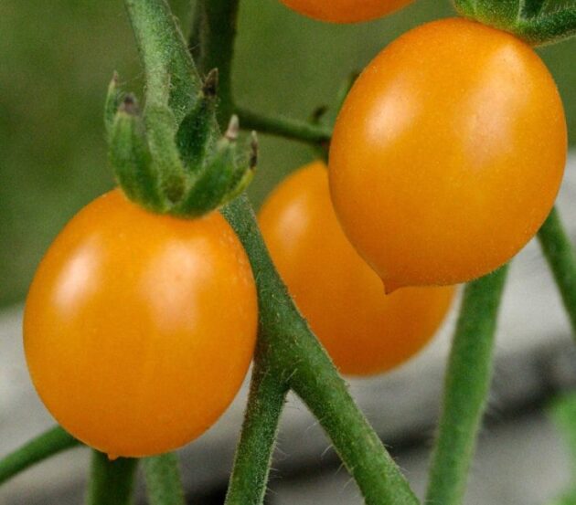 Graine (25) de Tomate Cerise clémentine – Image 2