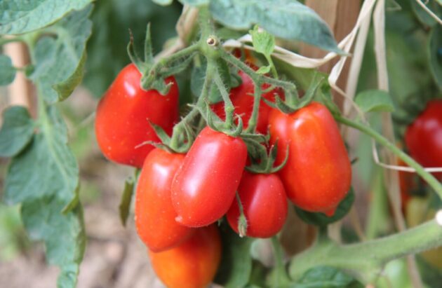 Graine (25) de Tomate Roma – Image 3