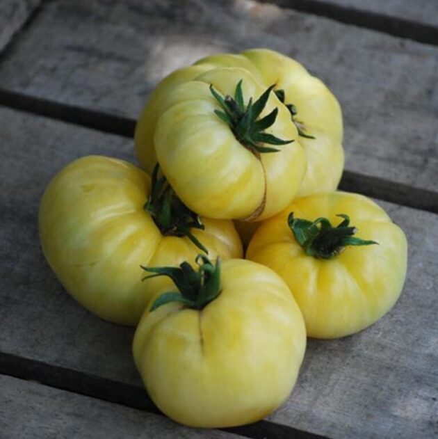 Graine (25) de Tomates Beauté blanche – Image 2