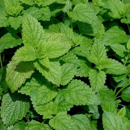 Graines de Mélisse citronnelle