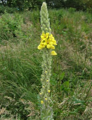 Graines de Molène "Bouillon blanc"