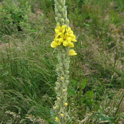 Graines de Molène "Bouillon blanc"