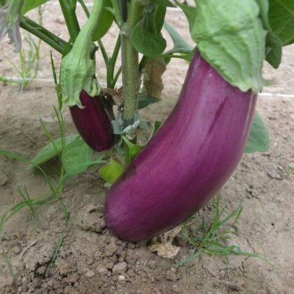 Graines (25) d'Aubergine Violette de Toulouse