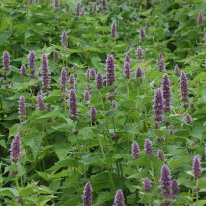 Graine d'Agastache rugosa