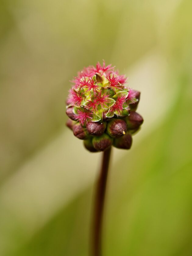 Graine de Petite Pimprenelle – Image 3