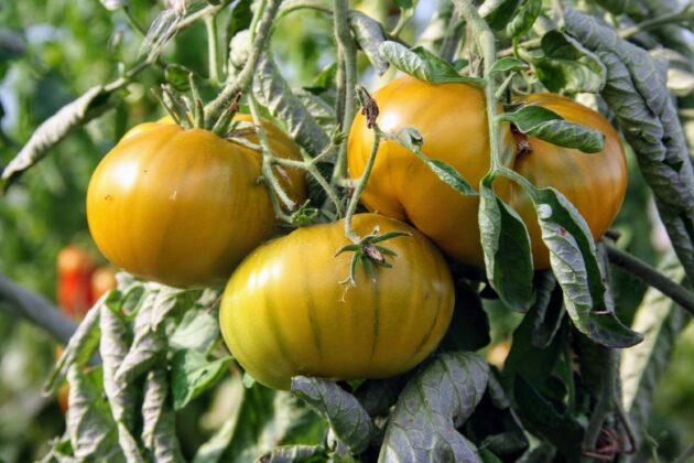Graines (25) de Tomate Evergreen – Image 3