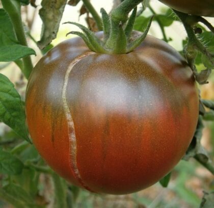 Graine (25) de tomate "Noire de Crimée"