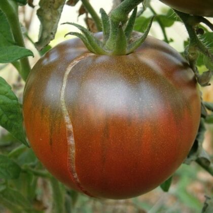 Graine (25) de tomate "Noire de Crimée" (origine française)