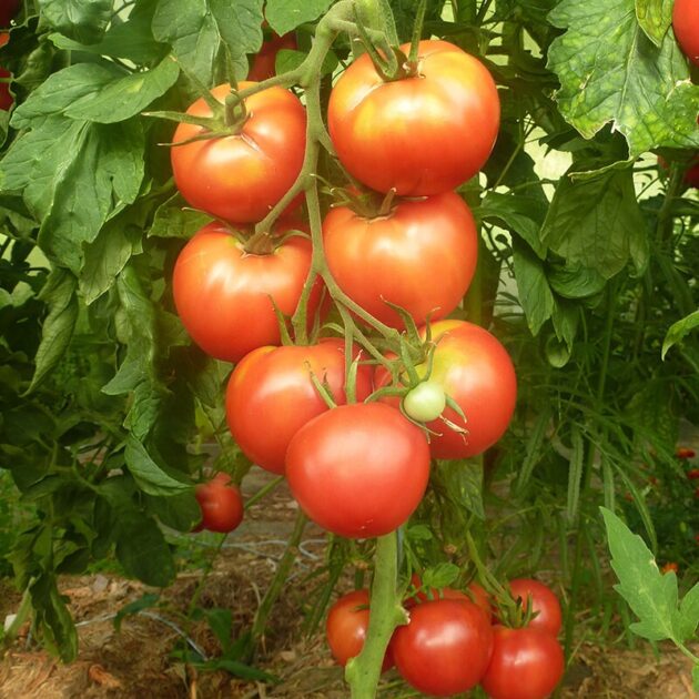 Graines (25) de Tomate Rose de Berne – Image 2