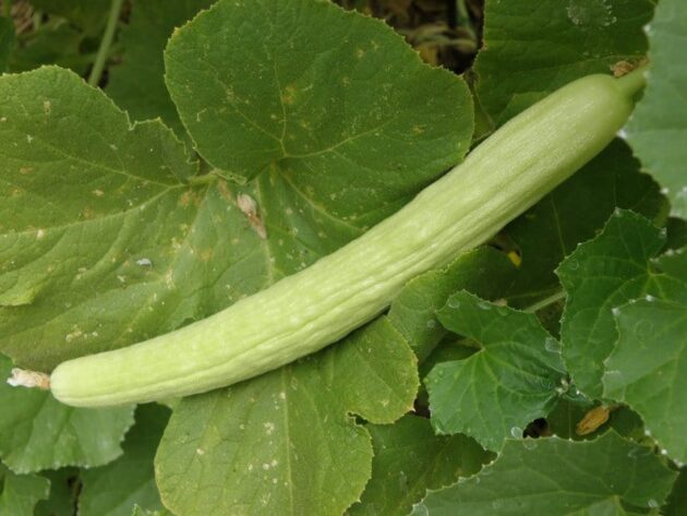 Graine de concombre melon arménien – Image 2
