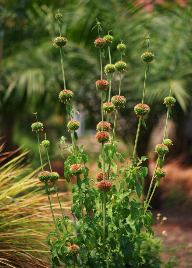 Graines de Léonotis nepetifolia – Image 2
