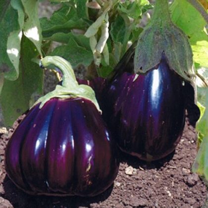 Graine (25) d'Aubergine Black Beauty