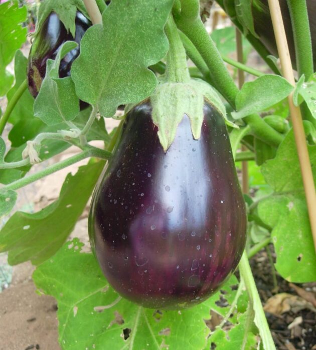 Graine (25) d'Aubergine Black Beauty – Image 3