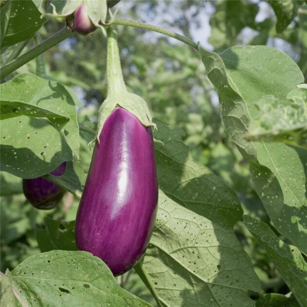 Graines (25) d'Aubergine Violette de Toulouse – Image 3