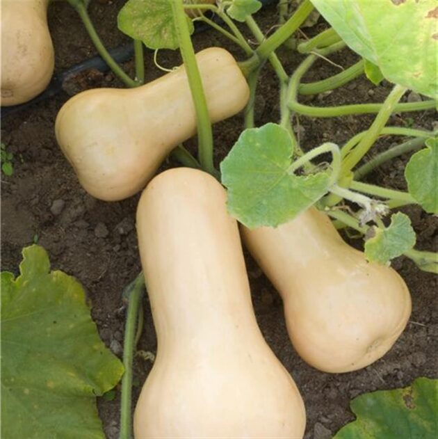 Graine de Courge Butternut – Image 2
