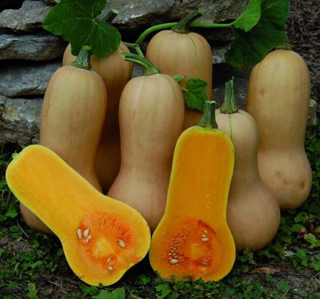 Graine de Courge Butternut – Image 3