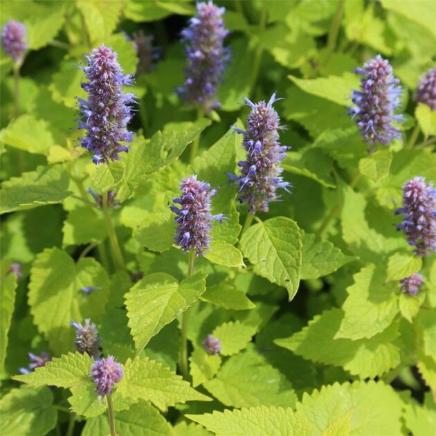 Graine d'Agastache rugosa – Image 3