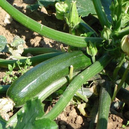 Graine de courgette verte des maraîchers