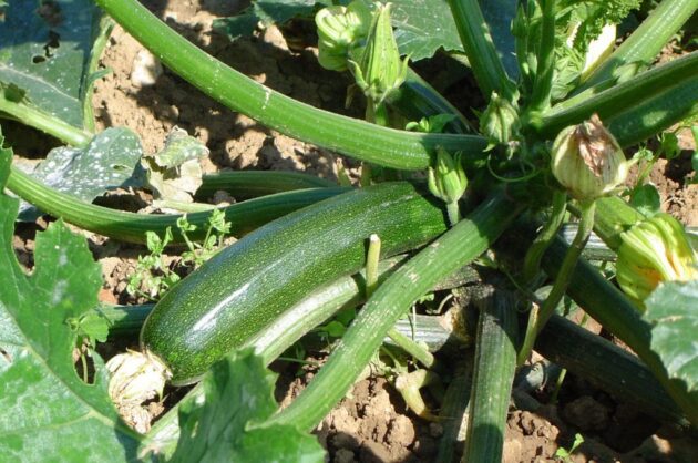 Graine de courgette verte des maraîchers