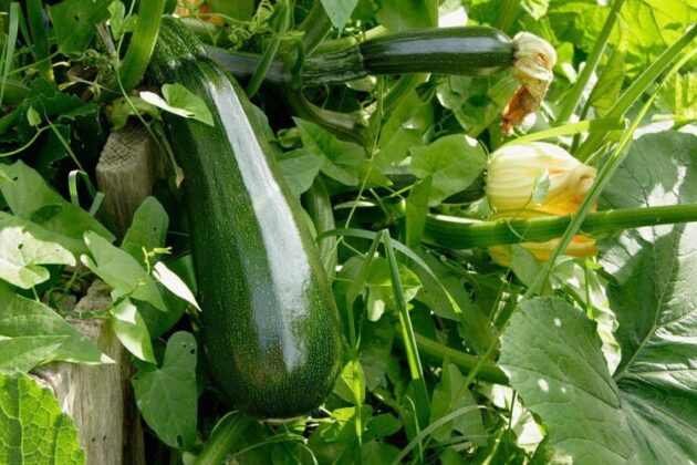 Graine de courgette verte des maraîchers – Image 3