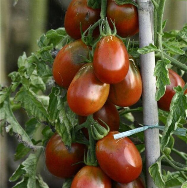 Graine (25) de tomate cerise prune noire – Image 2