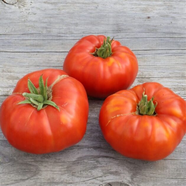 Graine (25) de Tomate Russe rouge – Image 3