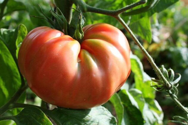 Graine (25) de Tomate Brandiwyne joyce – Image 3