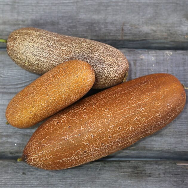 Graines de concombre "poona kheera" (Cucumis sativus) – Image 3