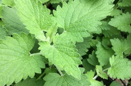 Graines de Cataire citronnée