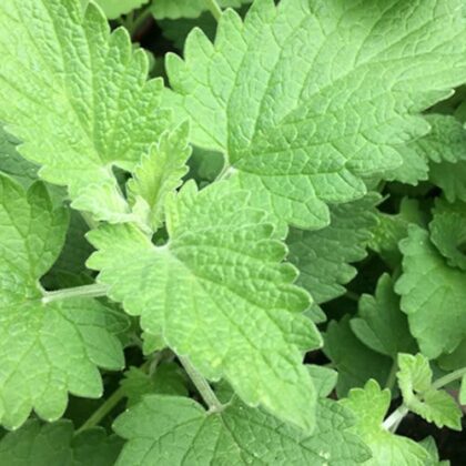 Graines de Cataire citronnée