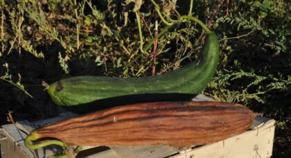 Graines courge Luffa