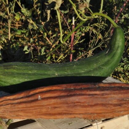 Graines courge Luffa