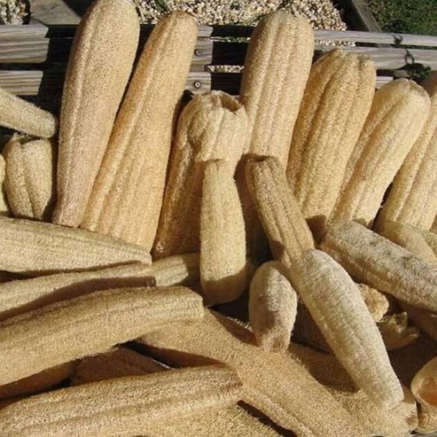 Graines courge Luffa – Image 2