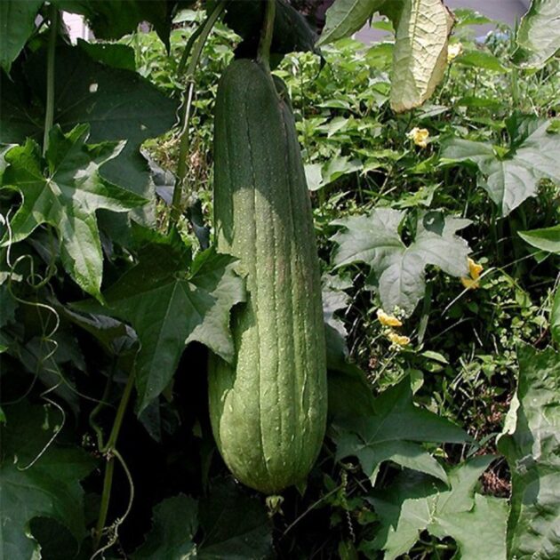 Graines courge Luffa – Image 3