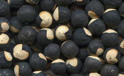 Graines pois de coeur