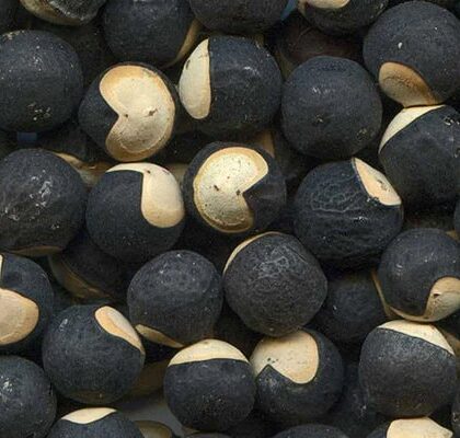 Graines pois de coeur
