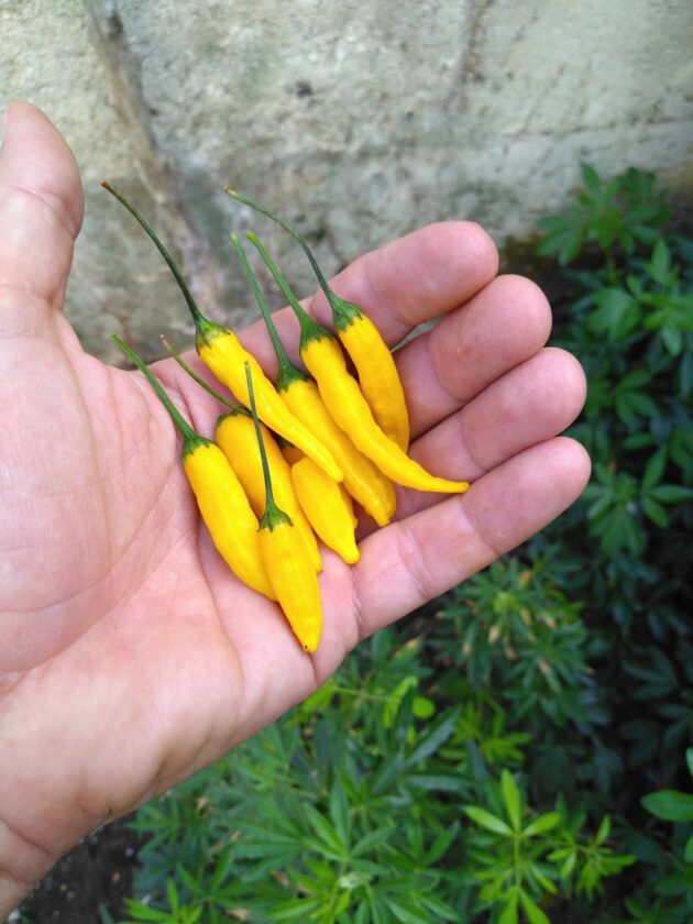 Graines (20) de Piment Lemon Drop – Image 2