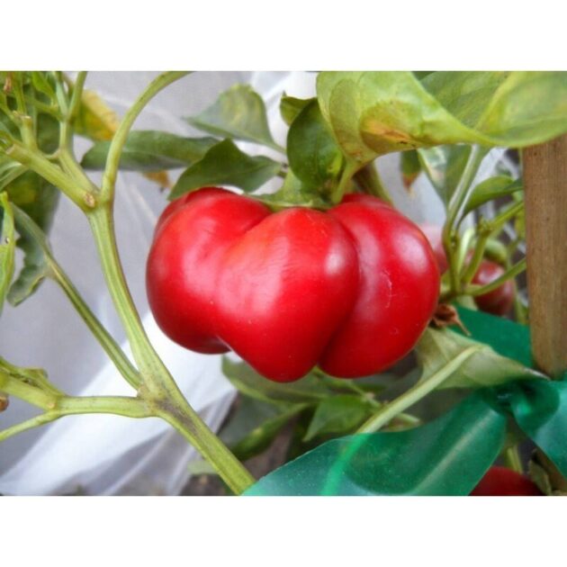 Graine (25) de Poivron Tomate – Image 4