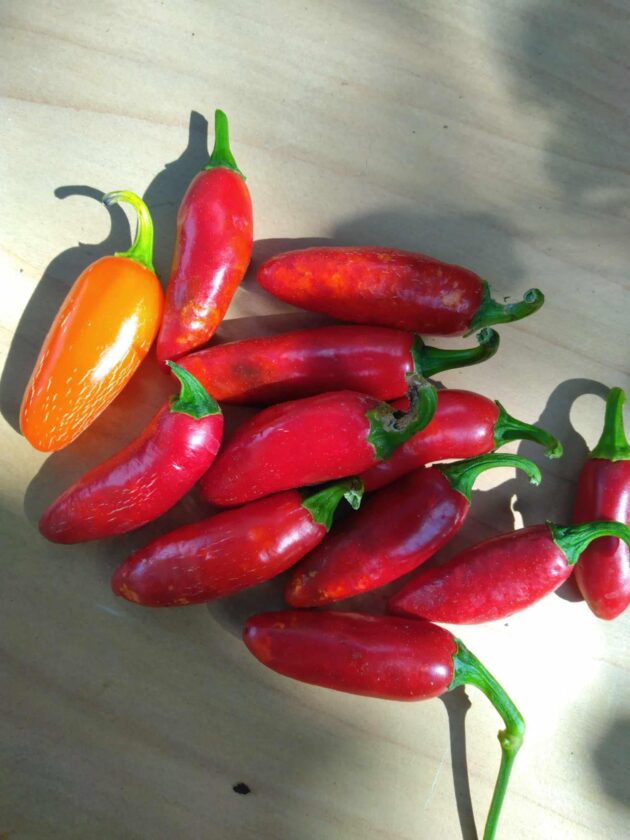 Graine (20) de Piment Jalapeno Zapotec – Image 2