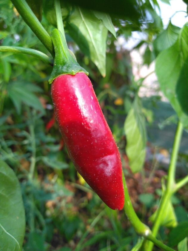 Graine (20) de Piment Jalapeno Zapotec – Image 4