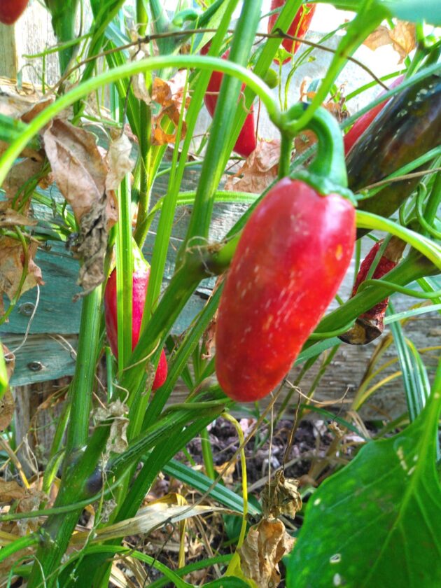 Graine (20) de Piment Jalapeno Zapotec – Image 5