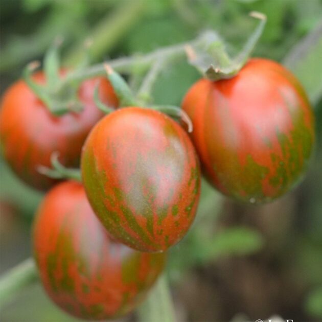 Graine (25) de Tomate Cocktail Black zebra – Image 2