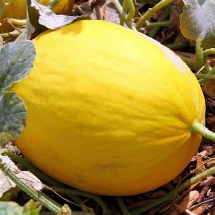 graine de Melon jaune canari